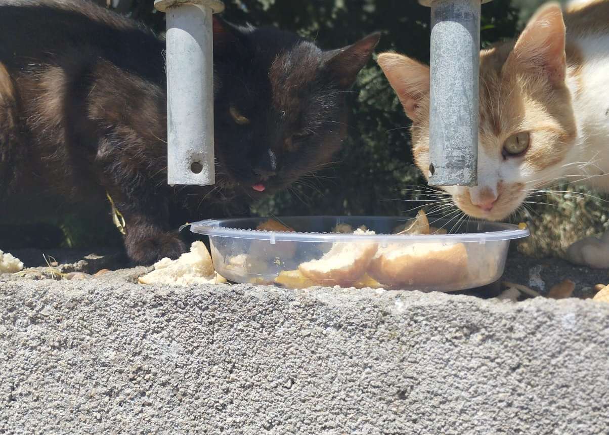 Alimentación y cuidado veterinario.
