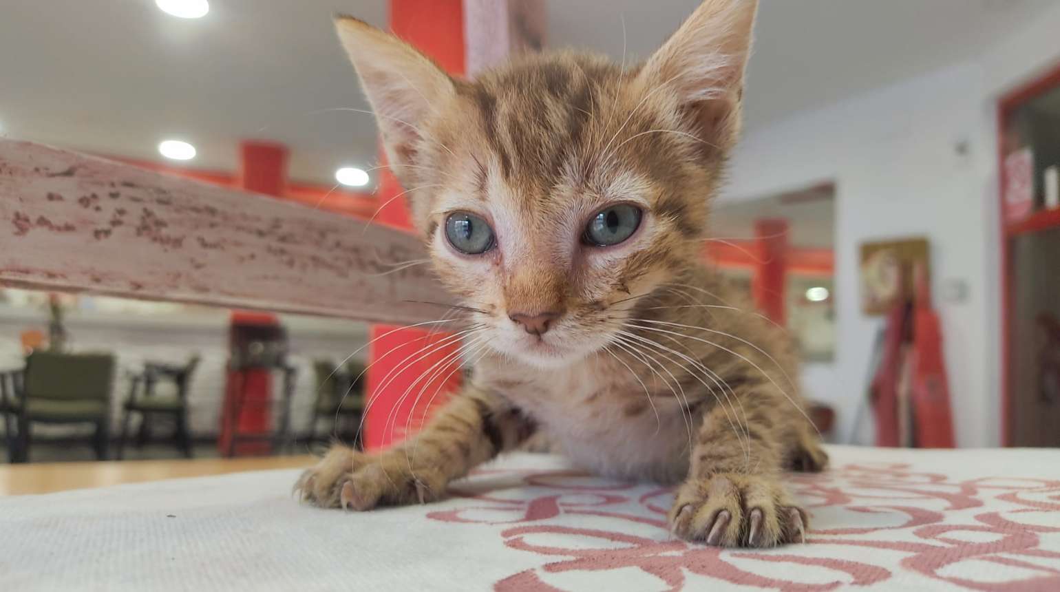 Bico Catopito ya tiene mami humana.