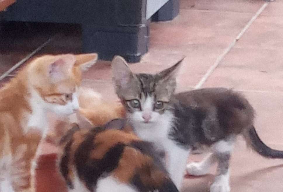 Catopía se ha puesto pezuñitas a la obra!!!