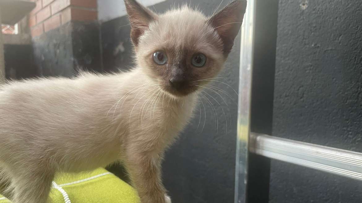 Eloísa, la hermosa gatita siamesa, ha encontrado un hogar.