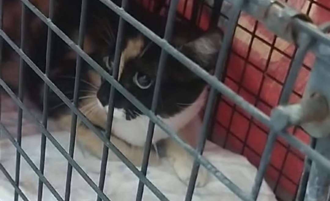 Ultima captura de agosto. Vilma Catopita