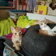 Mandarina, Pirri, Junior, Belinchón y Gris