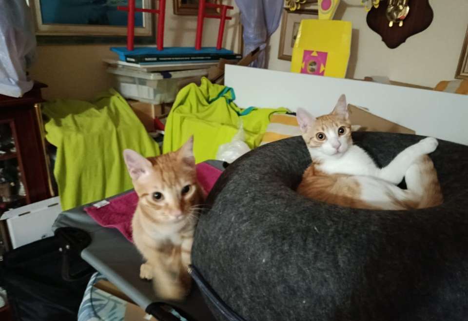 Mandarina, Pirri, Junior, Belinchón y Gris