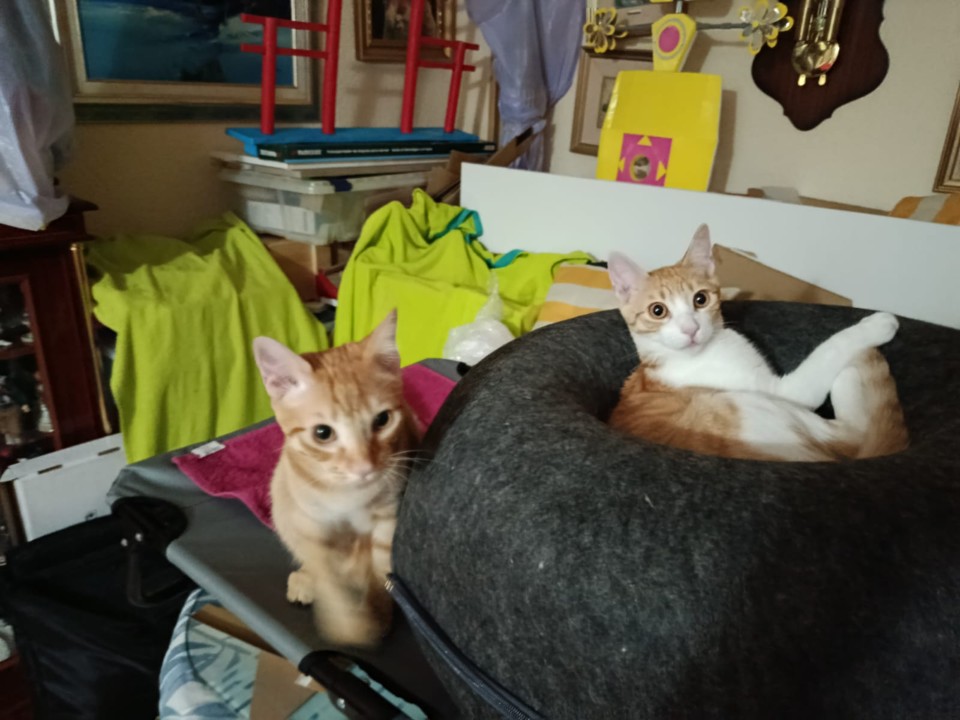 Mandarina, Pirri, Junior, Belinchón y Gris