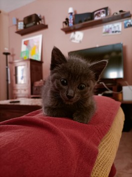 Reina, Nilo, Loqui, Trueno y Pichi