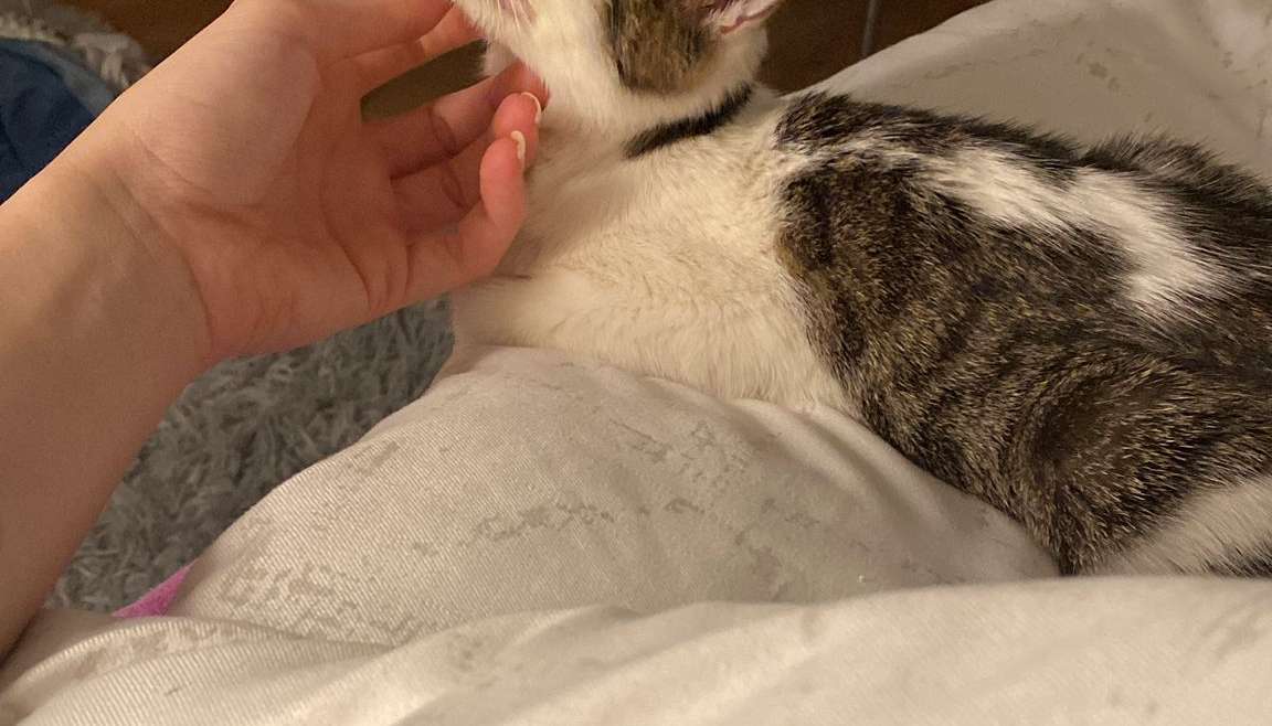 Empezamos el año con un adopción