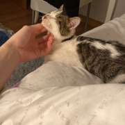 Empezamos el año con un adopción