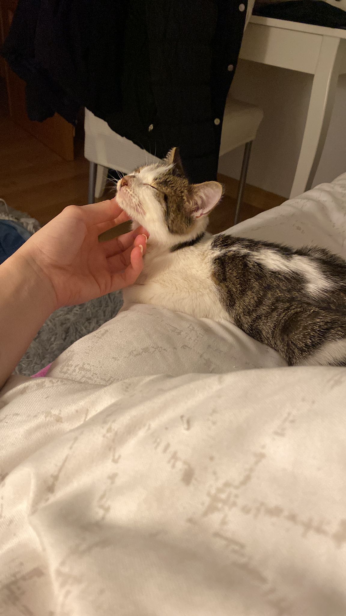 Empezamos el año con un adopción